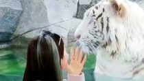 白老虎小姐姐,揭秘神秘生物的传奇故事