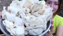 小姐姐找平菇,探寻大自然的馈赠